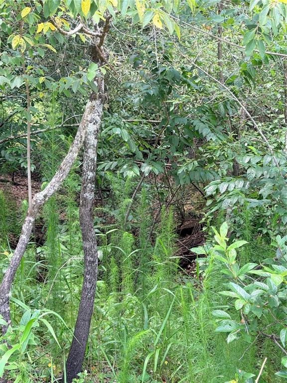 A view of a wooded area with tall green grasses and dense forest foliage — LOT 9 HARDSTONE DRIVE, WEBSTER, FL
