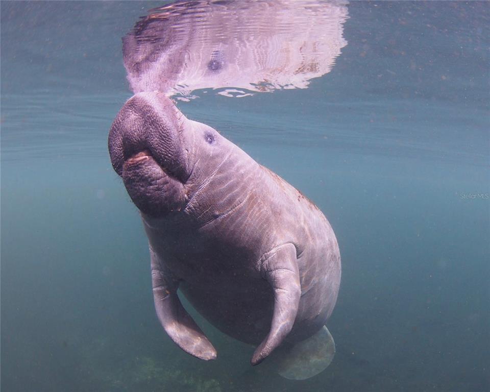 A manatee swims underwater, its snout touching the surface to create a reflection — 0 MARYS FISH CAMP ROAD, SPRING HILL, FL