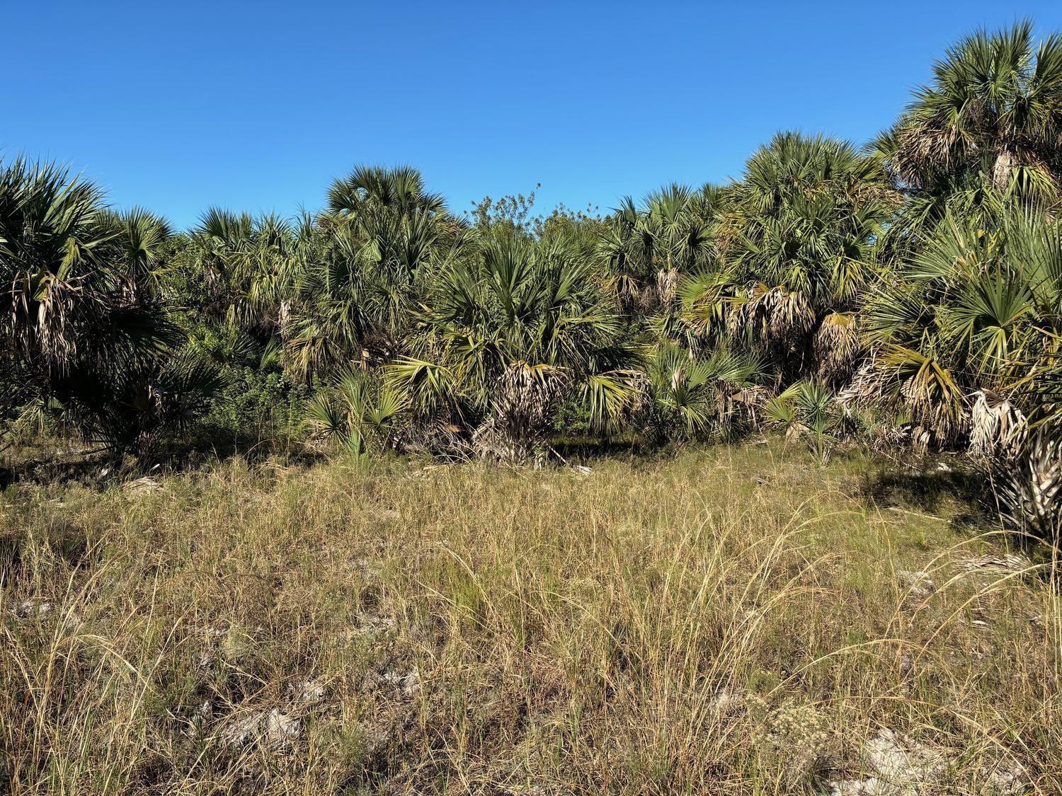 A grassy field leads to a dense thicket of saw palmetto palms under a clear sky — 3223 SW Mockingbird Avenue, Palm Bay FL 32908, PALM BAY, FL
