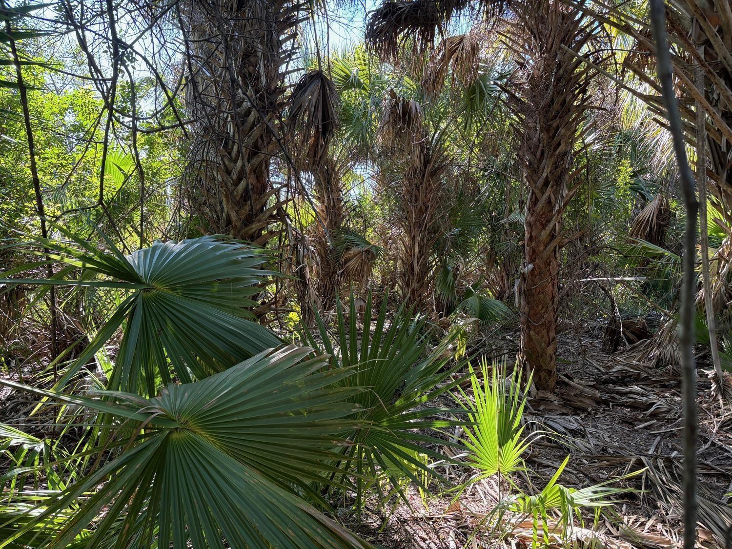 A dense forest area features several tall palm trees with textured trunks and fan-shaped leaves — 3223 SW Mockingbird Avenue, Palm Bay FL 32908, PALM BAY, FL