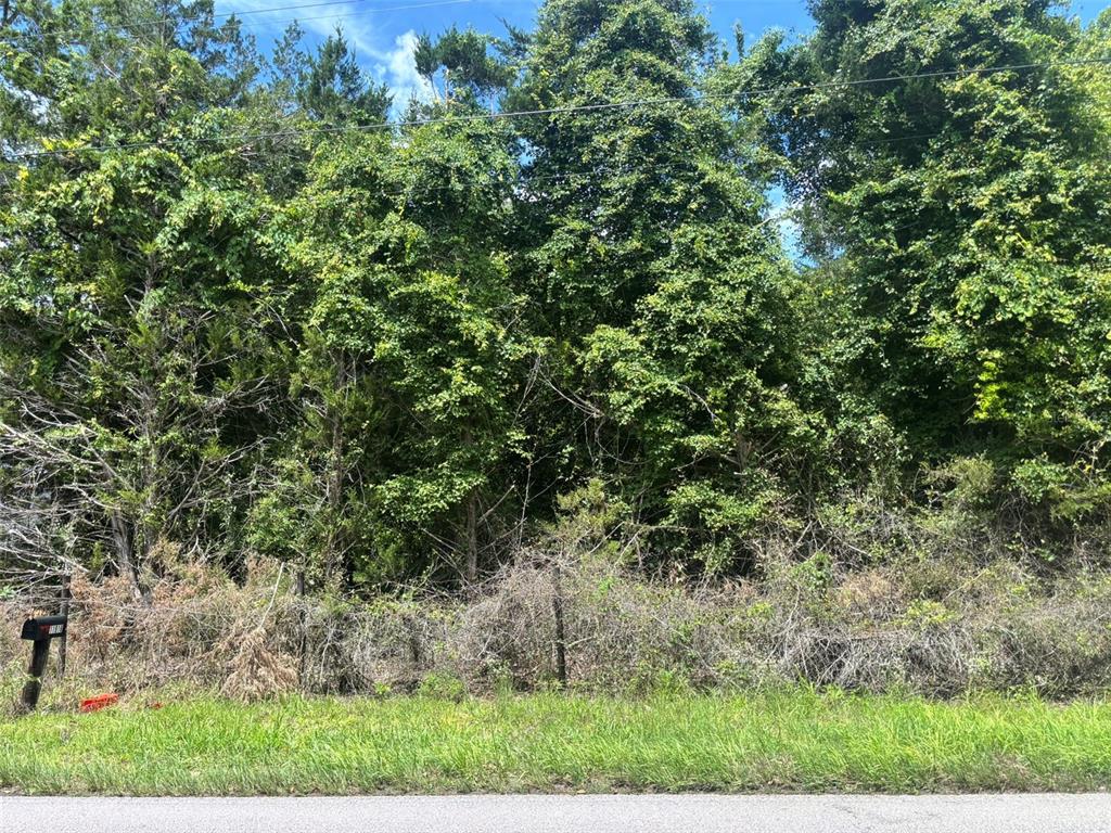 A dense, wooded lot is viewed from the edge of a paved road — 11916 NW 80TH COURT, CHIEFLAND, FL