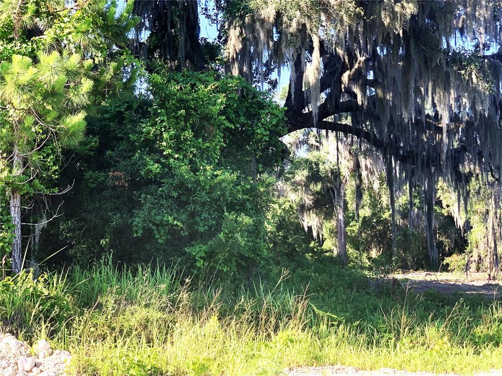 A wooded lot features a large oak tree draped in Spanish moss and dense vegetation — 27551 JACKSON COURT, OKAHUMPKA, FL