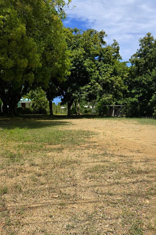 A large, grassy, and partially dirt lot features several mature trees under a blue sky — BARRIO PUNTAS, RINCON, PR