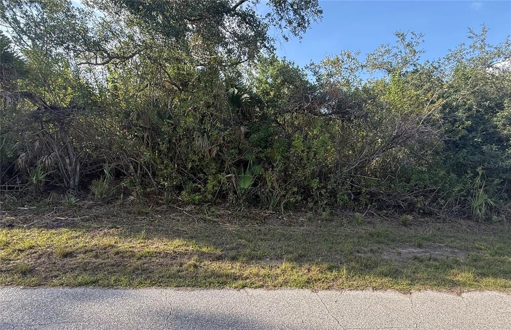 A dense, overgrown wooded lot sits behind a paved road under a clear blue sky — 12004 GLADIOLA AVENUE, PORT CHARLOTTE, FL