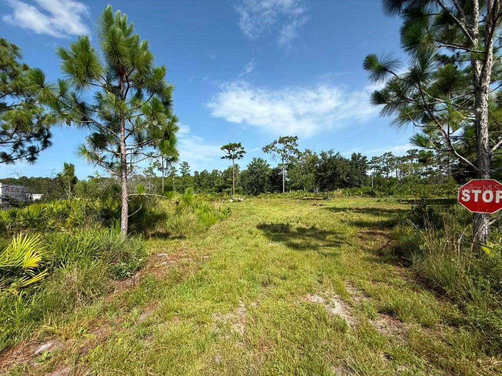 A grassy, undeveloped lot features scattered pine trees under a bright blue sky — 6139 KRAZY, ST CLOUD, FL