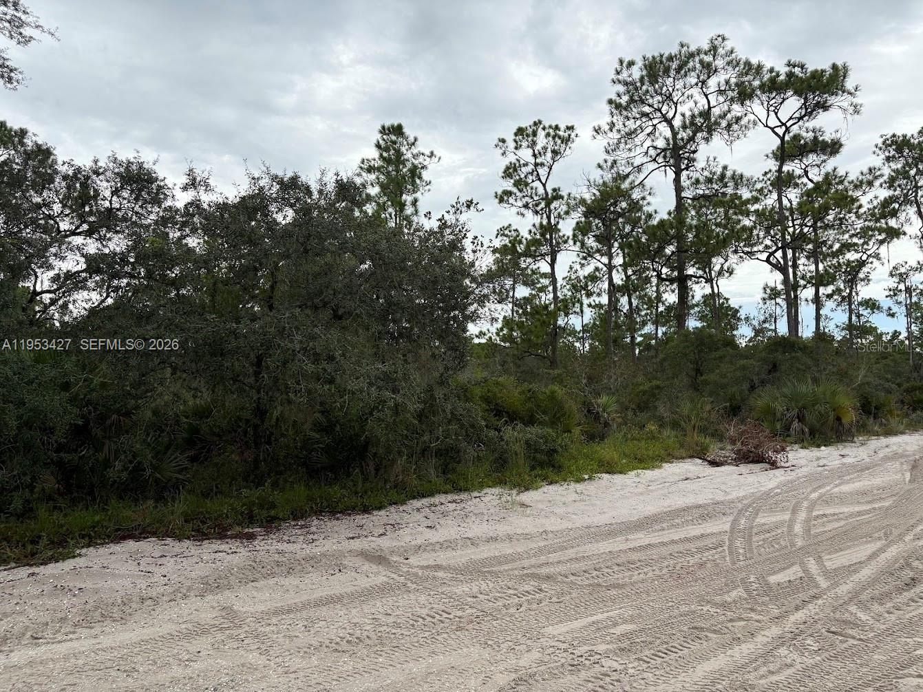 A dirt road runs alongside a dense, wooded area with tall pine trees — 5932 CANOPY RD, Sebring FL 33875, SEBRING, FL