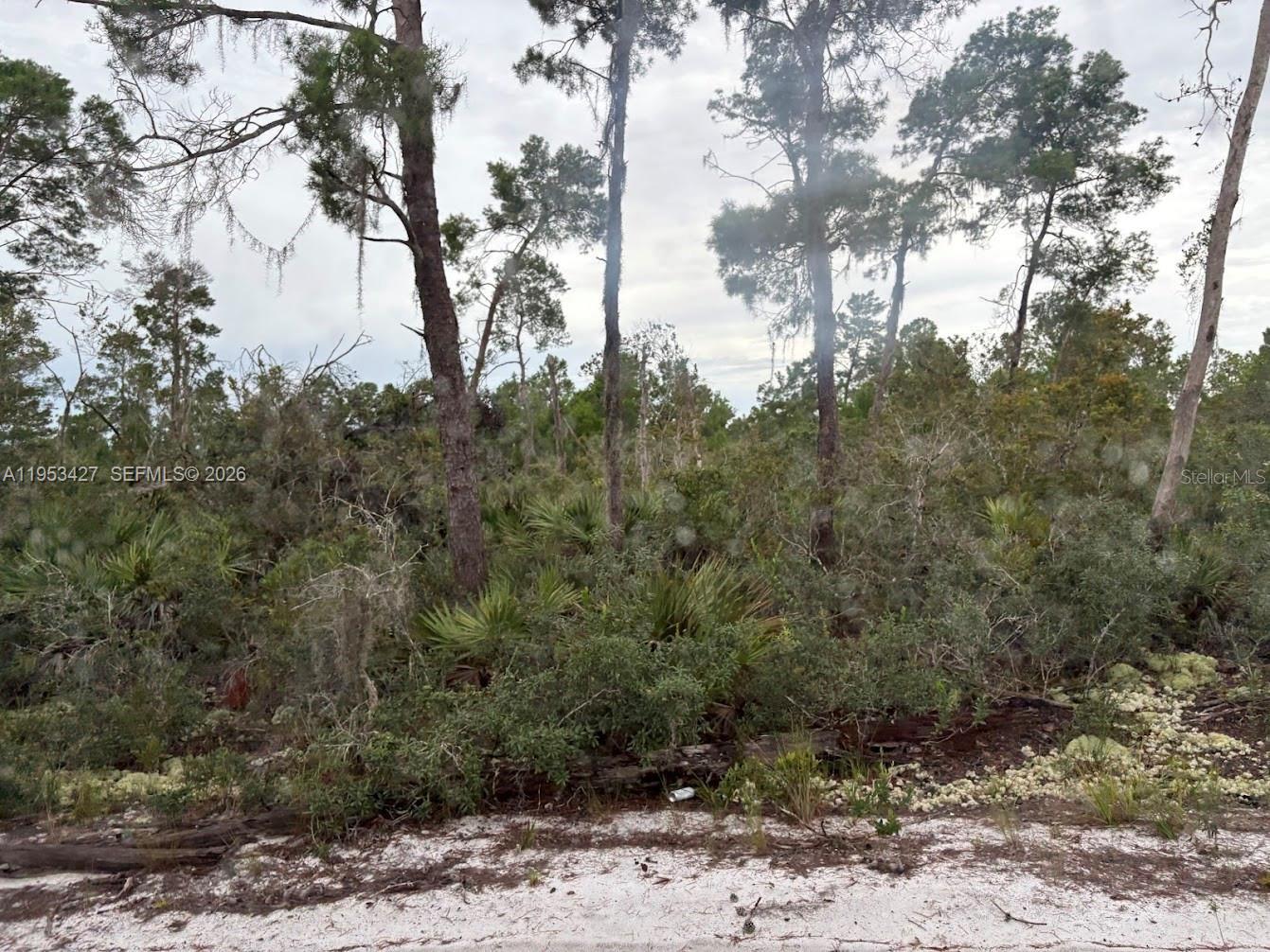 A wooded lot with pine trees and dense undergrowth viewed from a sandy road — 5932 CANOPY RD, Sebring FL 33875, SEBRING, FL