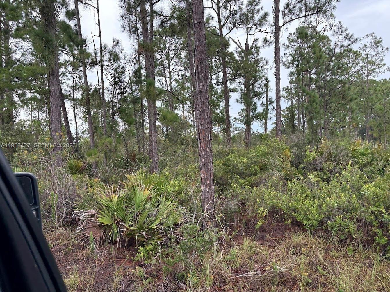 A wooded lot features tall pine trees and low-lying scrub vegetation under an overcast sky — 5932 CANOPY RD, Sebring FL 33875, SEBRING, FL
