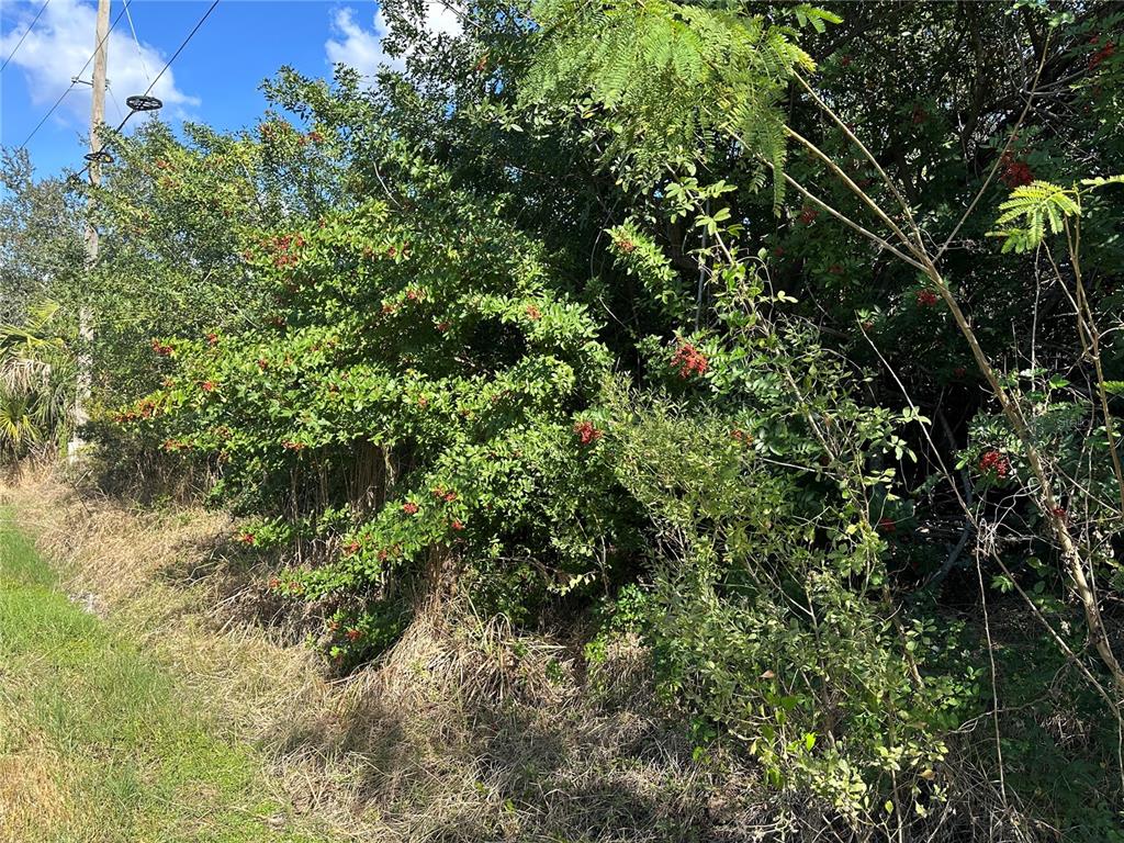 A dense thicket of green trees and shrubs with clusters of small red berries — 1460 WESTOVER STREET, PORT CHARLOTTE, FL