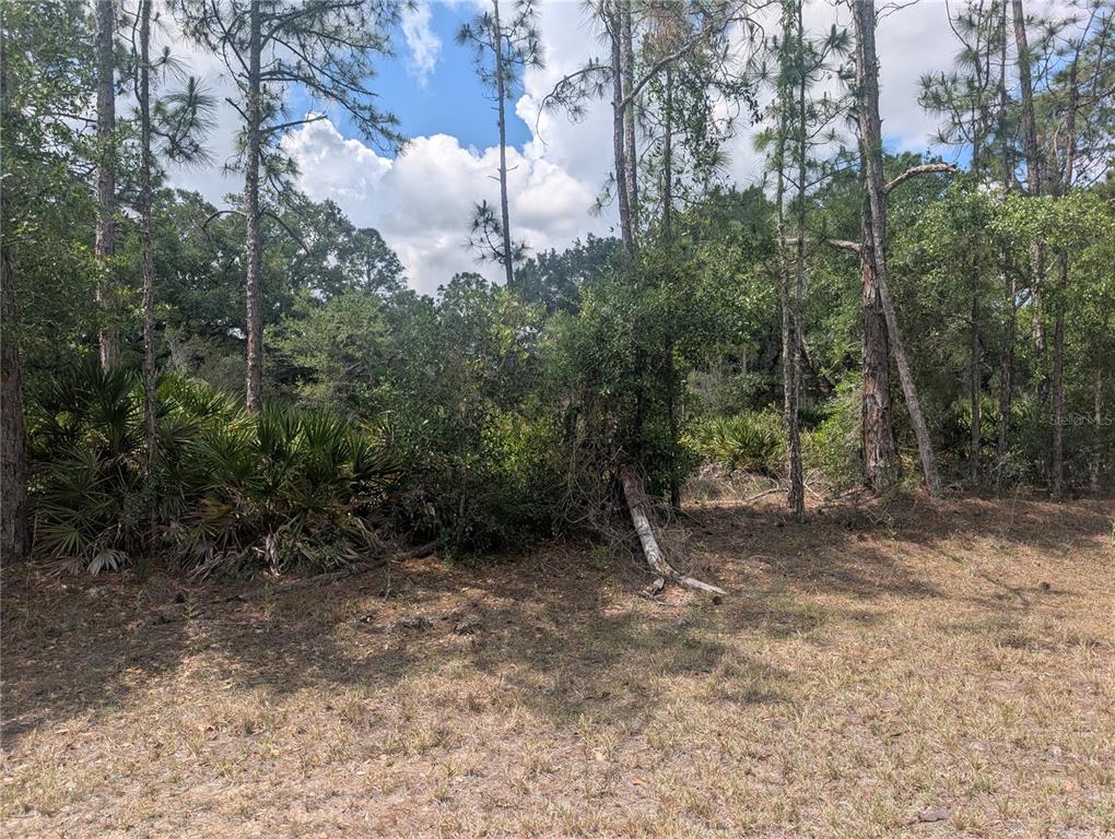 A view of a wooded lot with tall pine trees and dense underbrush — ALLAMANDA DRIVE, INDIAN LAKE ESTATES, FL