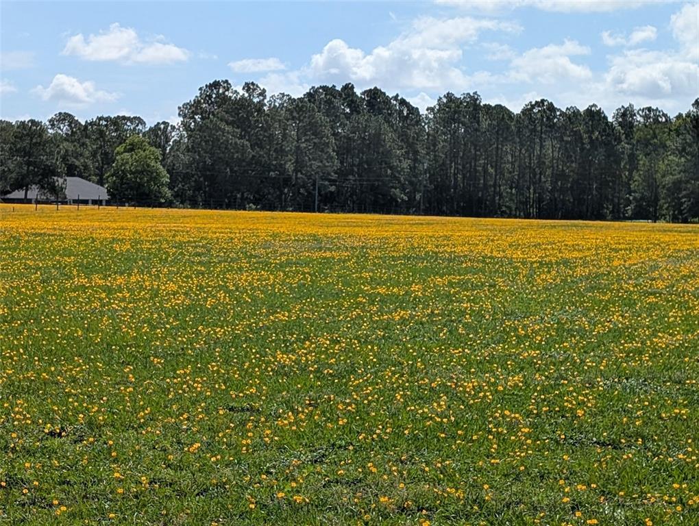 A large, grassy field filled with yellow wildflowers sits in front of a treeline — GREEN SWAMP ROAD, CLERMONT, FL