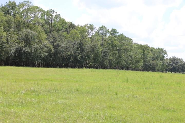 A wide, grassy field sits in front of a dense line of mature green trees — GREEN SWAMP ROAD, CLERMONT, FL