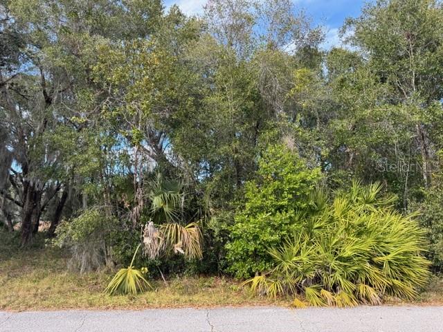 A dense thicket of trees and palmetto bushes borders a paved road — 195 LAKE MOLLY AVENUE, DELAND, FL