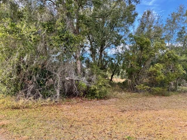 A view of a grassy lot with dense trees and brush in the background — 195 LAKE MOLLY AVENUE, DELAND, FL