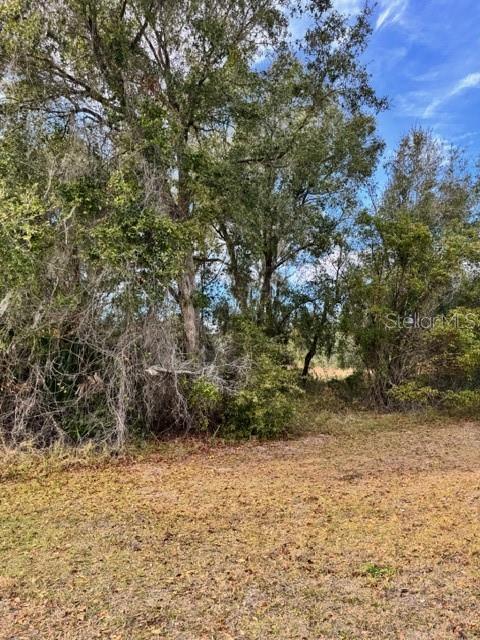 A view of a grassy, leaf-covered lot bordered by dense trees and brush — 195 LAKE MOLLY AVENUE, DELAND, FL
