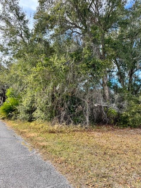 A paved road runs alongside a dense, wooded lot with mature trees and thick underbrush — 195 LAKE MOLLY AVENUE, DELAND, FL