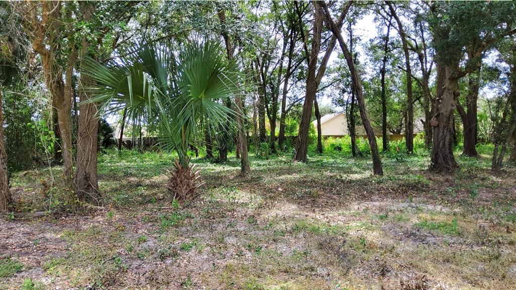 A wooded lot features a central palm tree and scattered vegetation under a canopy of trees — 25050 ALGONQUIN AVENUE, MOUNT PLYMOUTH, FL