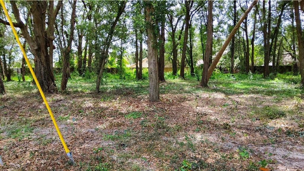 A wooded, undeveloped lot with scattered trees and ground cover under a bright sky — 25050 ALGONQUIN AVENUE, MOUNT PLYMOUTH, FL
