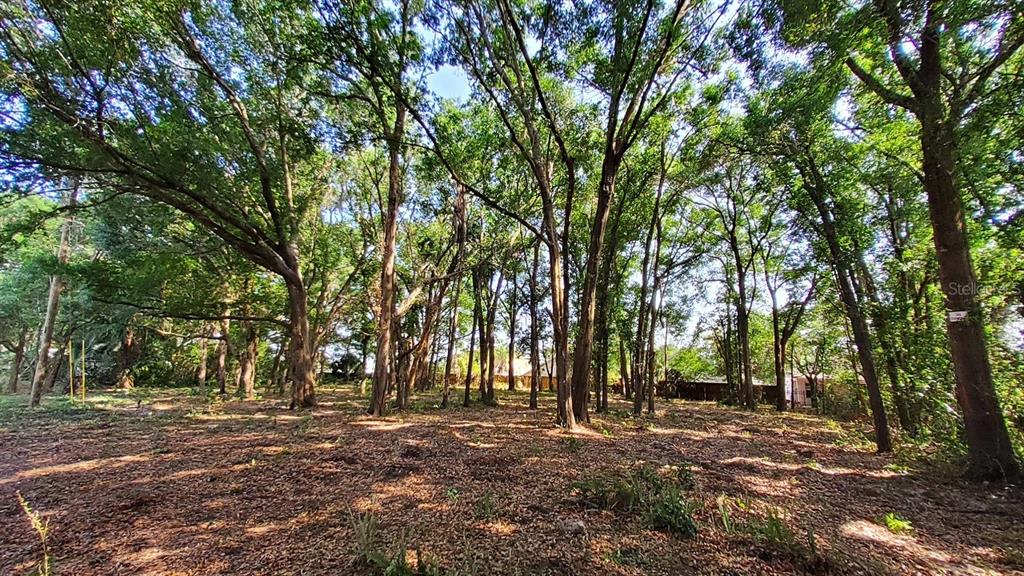 A wooded lot with many tall trees and a ground covered in fallen leaves — 25050 ALGONQUIN AVENUE, MOUNT PLYMOUTH, FL