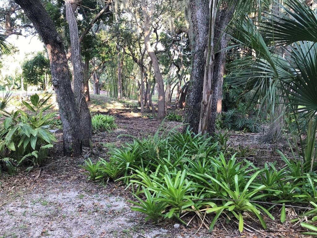 A wooded area with large trees, bromeliads, and sandy ground in a natural landscape — 4407 S SHADE AVENUE, SARASOTA, FL