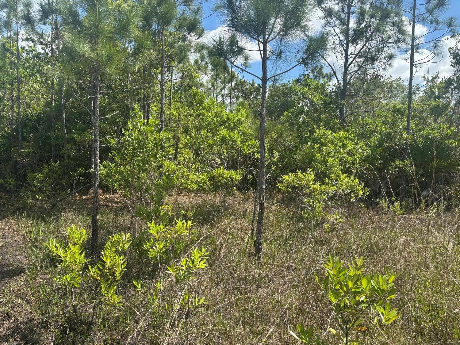 A view of a grassy, wooded lot with pine trees and low-lying shrubs under blue skies — 0 Holopaw Groves Road, FL 34772, FL
