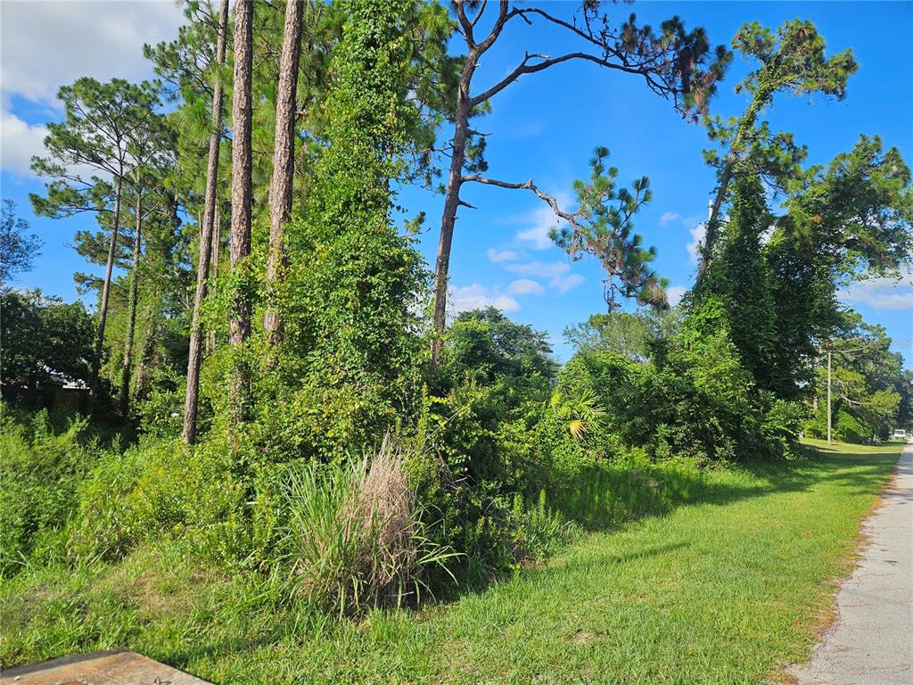 A vacant, wooded lot with tall pine trees and dense undergrowth borders a paved road — 2318 WHITEHORSE STREET, DELTONA, FL
