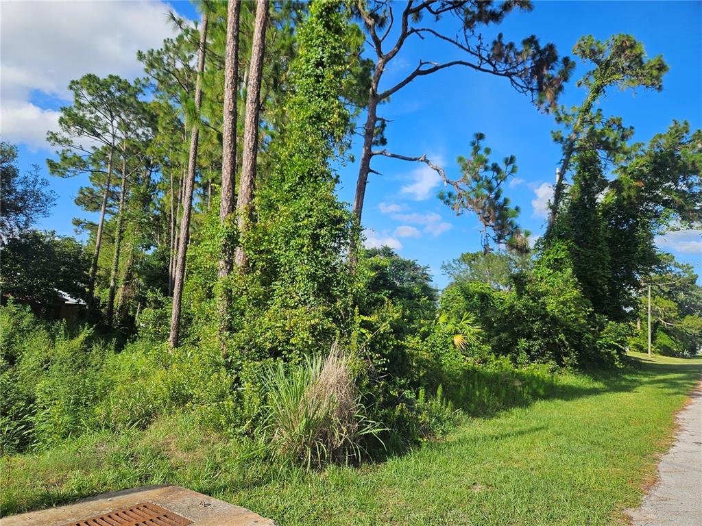 A grassy, wooded lot with tall pine trees and dense vegetation next to a road — 2318 WHITEHORSE STREET, DELTONA, FL