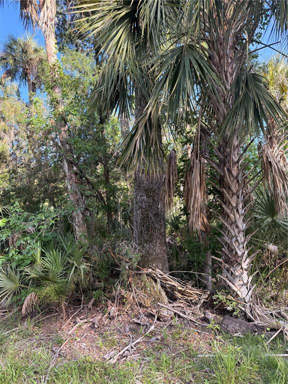 A dense wooded area features several tall palm trees and a large, mature hardwood tree — 10274 W OZELLO TRAIL, CRYSTAL RIVER, FL