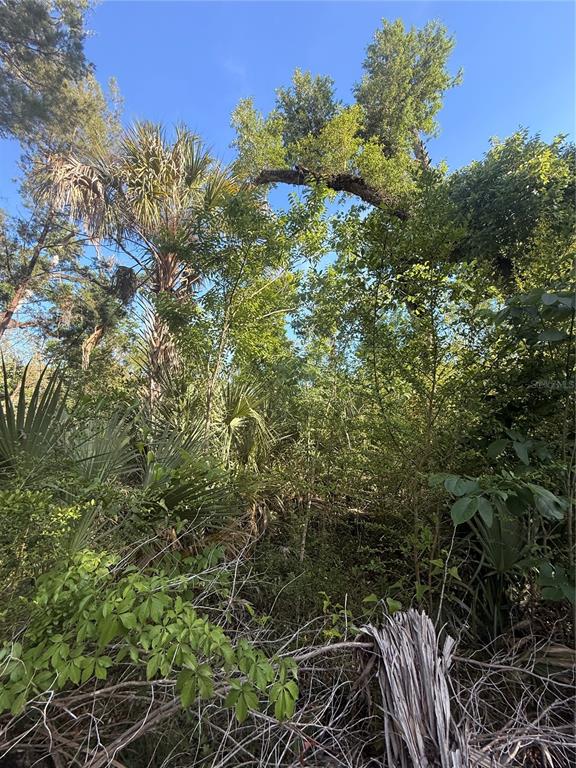 A view of a dense, wooded lot with palm trees and overgrown vegetation under a blue sky — 10274 W OZELLO TRAIL, CRYSTAL RIVER, FL