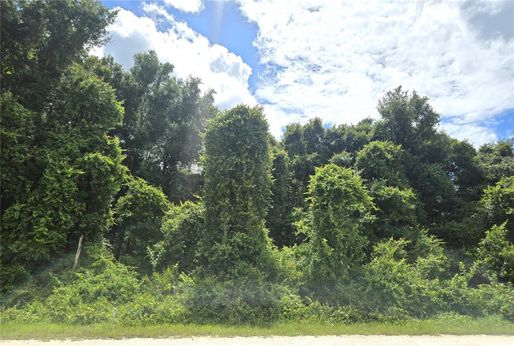 A dense, vine-covered wooded lot sits behind a narrow strip of grass and dirt road — ALLOY STREET, WEBSTER, FL