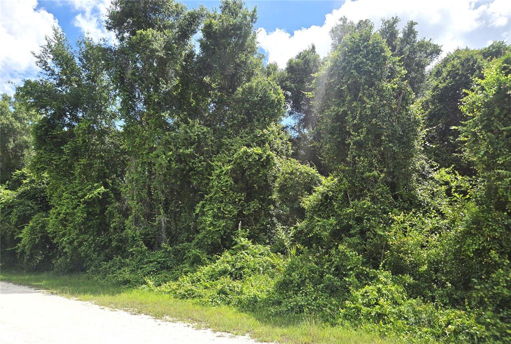 A dirt road runs alongside a dense, overgrown wooded area with many trees and vines — ALLOY STREET, WEBSTER, FL
