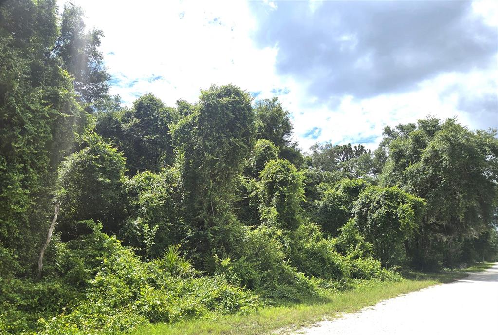 A dense, overgrown wooded lot sits beside a dirt road under a cloudy sky — ALLOY STREET, WEBSTER, FL