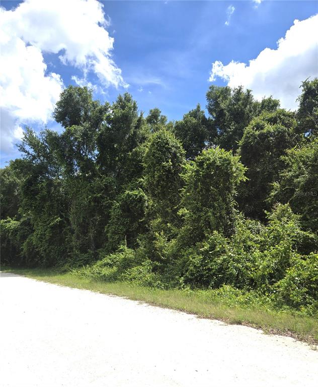 A dirt road runs alongside a dense, wooded area under a bright blue sky — ALLOY STREET, WEBSTER, FL