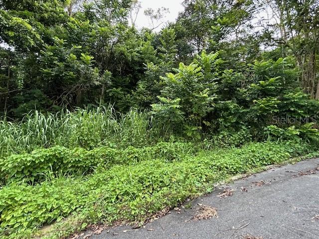 A view of a densely wooded, overgrown lot bordering a paved road — CAMPO NUEVO-AZUCENA 2, VEGA ALTA, PR