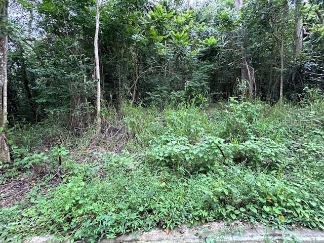 A view of a densely wooded, overgrown lot with a concrete curb in the foreground — CAMPO NUEVO-AZUCENA 2, VEGA ALTA, PR