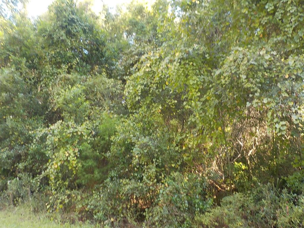 A dense thicket of green trees and shrubs fills the frame — 11641 N KENLAKE CIRCLE, DUNNELLON, FL