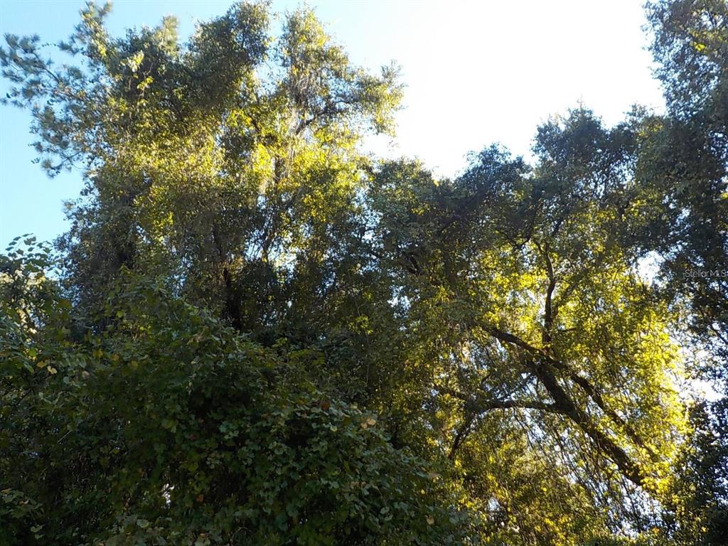 A view looking up into the dense canopy of large, leafy trees — 11641 N KENLAKE CIRCLE, DUNNELLON, FL