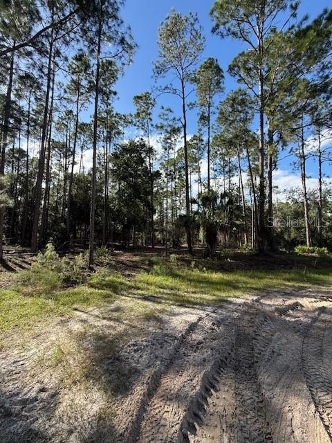 A dirt path leads into a wooded area with tall pine trees under a blue sky — 215 HIDEAWAY LANE, GEORGETOWN, FL