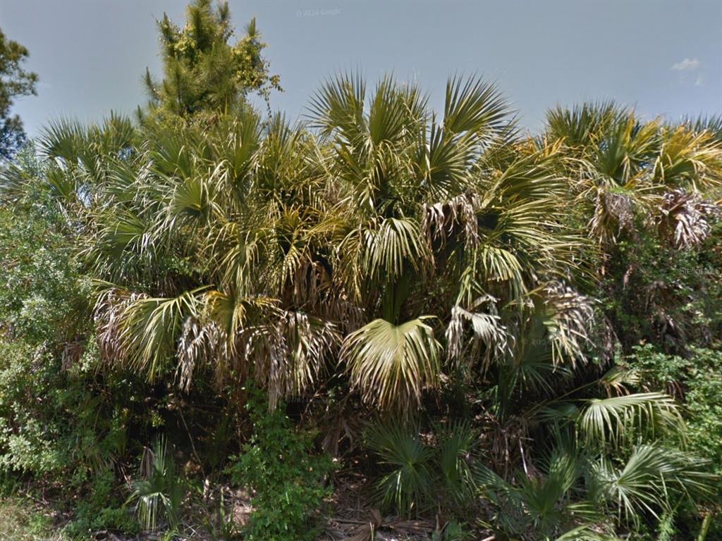 A cluster of fan-shaped palm trees grows in a dense, sunlit outdoor area — 0 RAVEN STREET, NORTH PORT, FL