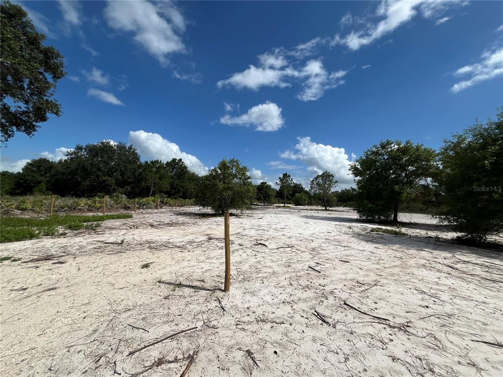 A large, sandy, cleared lot features scattered trees and a line of wooden fence posts — 16916 NW 262ND STREET, OKEECHOBEE, FL