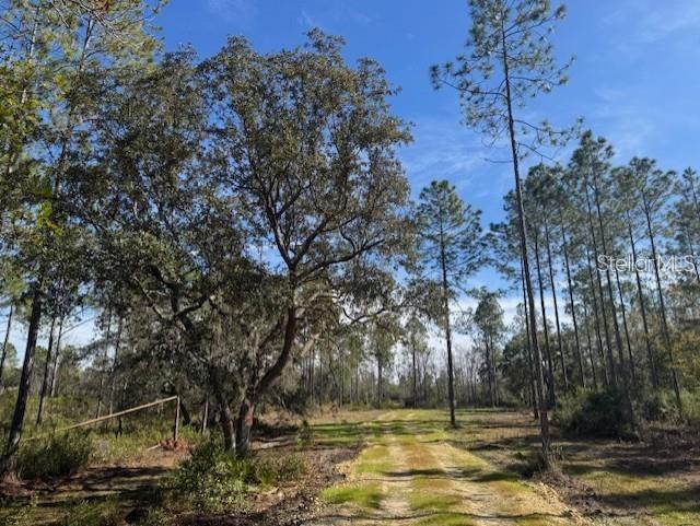 A dirt path leads through a wooded lot with tall pine and oak trees — NE 150TH AVE ROAD LOT 1, FORT MC COY, FL