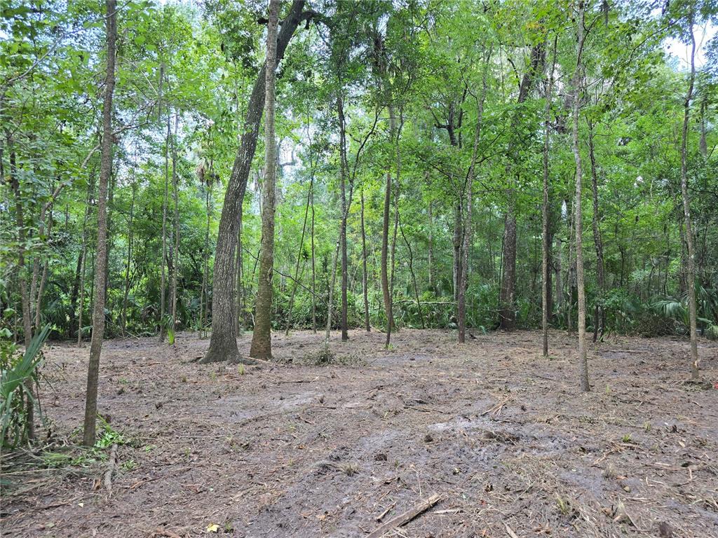 A cleared, muddy patch of land surrounded by dense forest and mature trees — 2381 N JUNGLECAMP ROAD, INVERNESS, FL