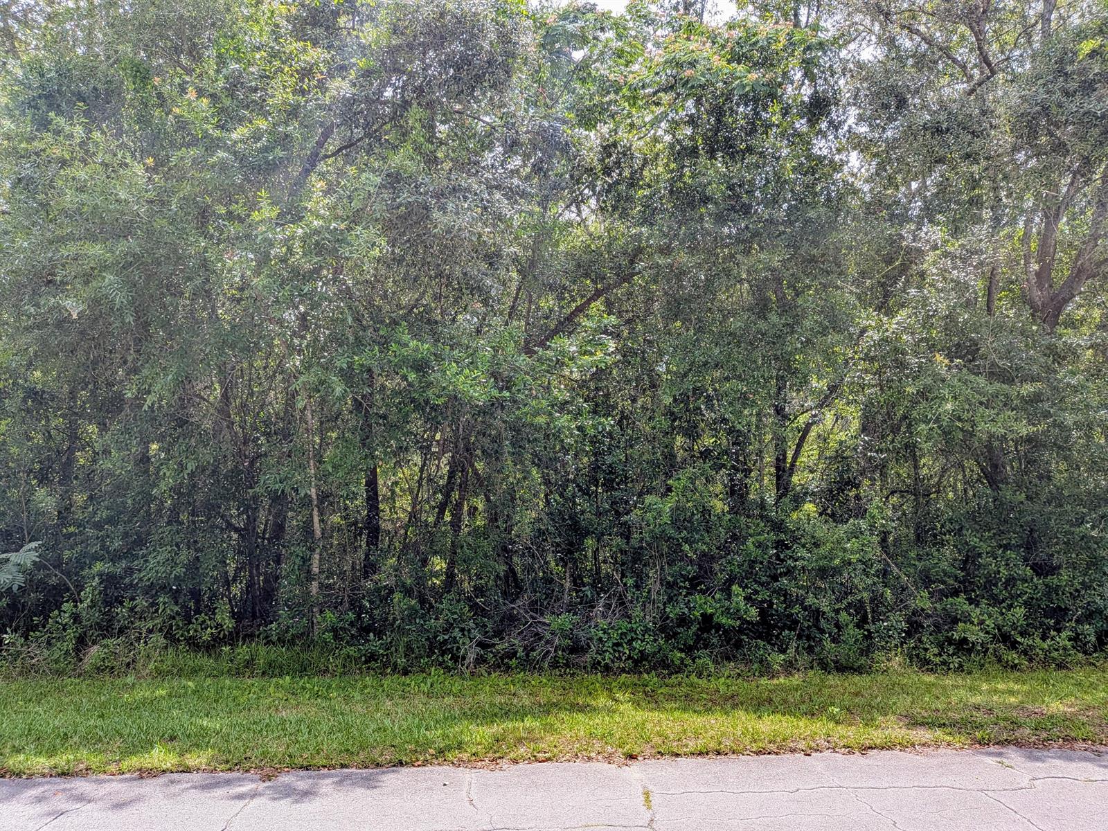A dense line of trees and shrubs borders a paved road and a grassy lawn — 8970 N Joann Drive, FL 34434, FL