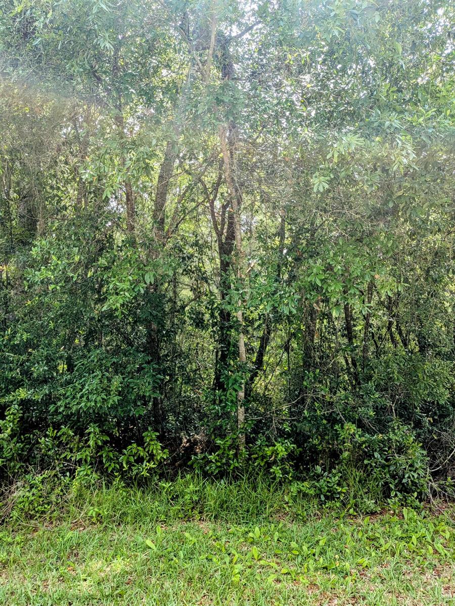 A dense cluster of trees and shrubs forms a thick wooded area behind a grassy lawn — 8970 N Joann Drive, FL 34434, FL