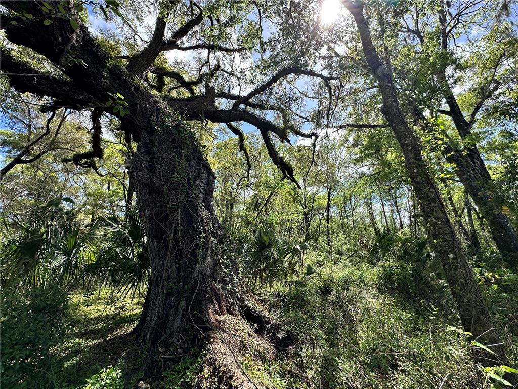 A large, mature oak tree stands in a wooded area with dense undergrowth and palms — TBD SW 5TH LANE, OCALA, FL