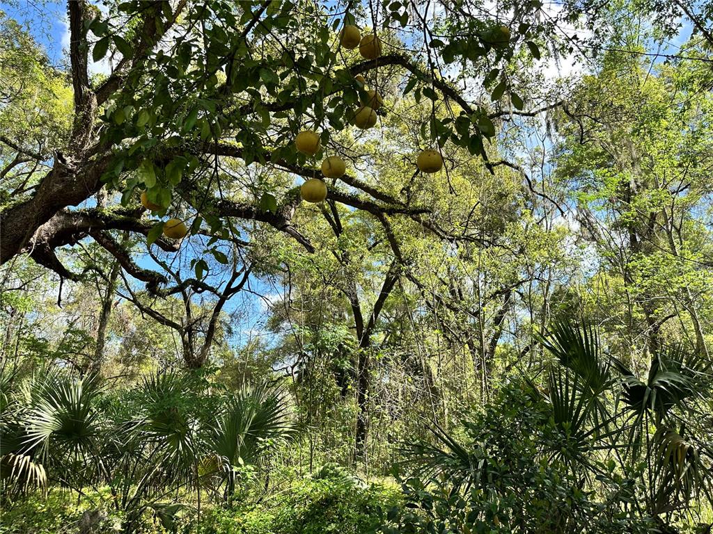 A large tree with hanging citrus fruit stands in a wooded area with palm plants — TBD SW 5TH LANE, OCALA, FL