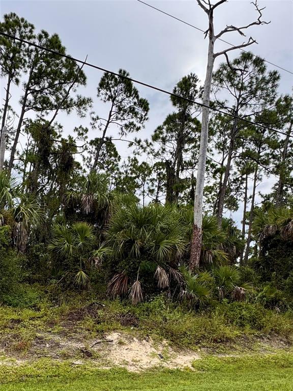 A tall, bare tree stands among dense green pine trees and palmetto bushes — SADNET LANE, NORTH PORT, FL