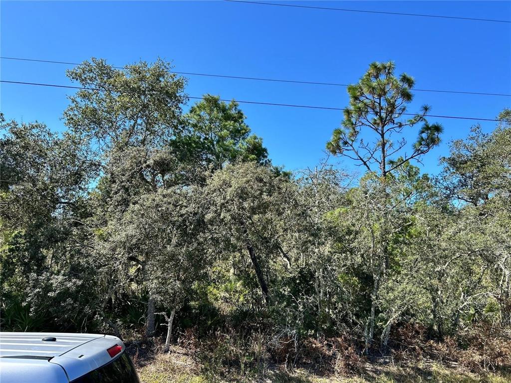 A view of a wooded lot with various trees under a clear blue sky — WOODSTORK WAY, FROSTPROOF, FL