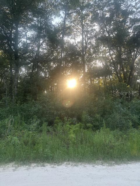 A sunlit, wooded lot viewed from a sandy road — Lots 2 & 3 SW 156 AVENUE, OCALA, FL