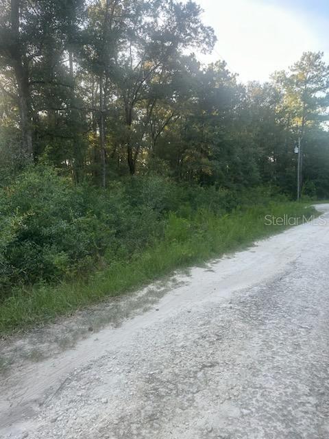 A dirt road runs alongside a wooded lot with dense green vegetation — Lots 2 & 3 SW 156 AVENUE, OCALA, FL